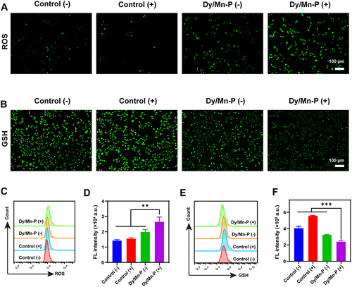 Figure 4 Endogenous ROS generation and GSH depletion caused by Dy/Mn-P. (A) Fluorescence images of intracellular ROS production. Scale bar = 100 μm. (B) Fluorescence images of intracellular GSH depletion. Scale bar = 100 μm. (C and D) Representative flow cytometry plots and quantitative fluorescence analysis of ROS generation in B16-F10 cells. Data were given as mean ± SD (n = 3). (E and F) Representative flow cytometry plots and quantitative fluorescence analysis of GSH depletion in B16-F10 cells. Data were given as mean ± SD (n = 3). Statistical significance was calculated via one-way ANOVA with Tukey’s test: **P < 0.01; ***P < 0.001.
