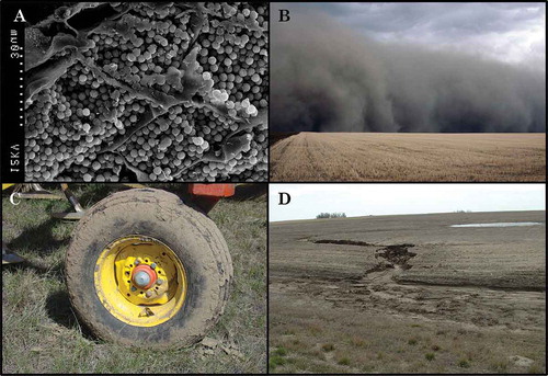Fig. 1 (Colour online) Factors that may be important in introducing the resting spores to clubroot-free sites: a, Electron micrograph of resting spores of Plasmodiophora brassicae (photo courtesy of A. Deora, University of Guelph, Guelph, ON); b, clouds of dust produced by wind erosion (photo courtesy of H. de Gooier, University of Saskatchewan, Saskatoon, SK); c, infested soil on farm equipment (photo courtesy of R.J. Howard, Alberta Agriculture and Food, Brooks, AB); and d, gullies formed by water erosion (photo courtesy of J. Schoenau, University of Saskatchewan, Saskatoon, SK).