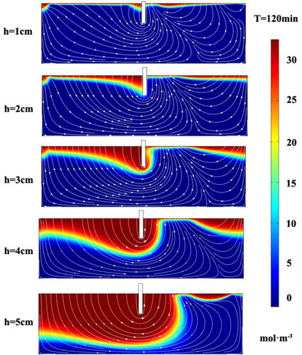 Figure 6. Solute transport fluxes in the streambed for cases with different h at T = 120 min. The color scale for the outputs represents solute concentration; warmer colors: higher concentration, cooler colors: lower concentration. White lines show flow directions (but not magnitude) in the porous media. No vertical exaggeration. Flow in the overlying water column (not shown) is from left to right.