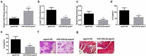 Figure 4. Elevated miR-125a-3p represses inflammation and thrombosis in LEDVT rats. (a): RT-PCR test of miR-125A-3p; (b-c): Length and weight of thrombus; (d-e): Inflammatory cytokines IL-6 and IL-8 in the serum; (f): HE staining assessment of pathological conditions; (g): Masson staining evaluation of pathological conditions; Values are expressed as mean ± standard deviation (n = 6). * Vs. the agomir NC group, P < 0.05.