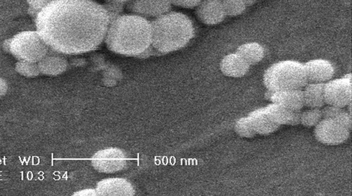 Figure 3. Scanning electron microscopy of prepared nanoparticles. Morphology of nanoparticles is spherical with smooth surface.