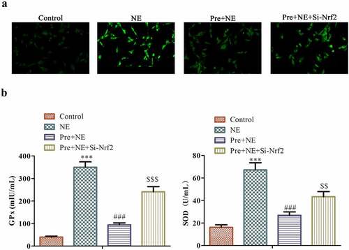 Figure 7. The impact of preconditioning and silencing of Nrf2 on the response of fibroblasts to oxidative stress induced by NE stimulation. The panel (a) shows representative fluorescence images of fibroblasts stained with DCFDA (2´,7´-dichlorofluorescein diacetate) for detecting ROS levels in four groups: control, NE, Pre + NE, and Pre + NE + Si-Nrf2. B the levels of SOD and GPx activities in these groups were measured using Superoxide Dismutase Activity Assay Kit and Glutathione Peroxidase Assay Kit, respectively. The control group served as a baseline for comparison, and statistical significance was represented as ***P < 0.001 vs control, ##P < 0.01 vs NE, P < 0.001, $$P < 0.01 vs Pre + NE.