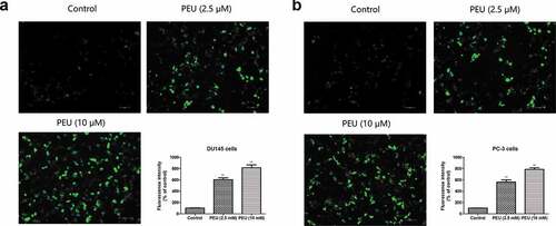 Figure 5. Effect of PEU (0, 2.5 and 10 μM) on the intracellular ROS production of prostate cancer cells. (a) Effect of PEU (0, 2.5 and 10 μM) on the intracellular ROS production of androgen-independent DU145 cells; (b) Effect of PEU (0, 2.5 and 10 μM) on the intracellular ROS production of androgen-independent PC-3 cells. Results are expressed as the means ± SD of three separate determinations. **P < 0.01 compared with control cells