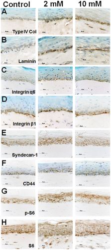 Fig. 11. Expression and immunolocalization of proteins used in immunoblot analysis in 3DOMMs treated with 0, 2, or 10 mM XPP.