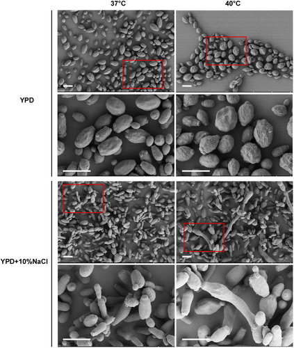 Fig. 5 Scanning electron microscopy images (SEM) of C. auris cells grown on YPD and YPD plus 10% NaCl media.Cells (1 × 105) were spotted onto different media and cultured at 37 °C and 40 °C for five days. Cells were then collected for SEM assays. Scale bar, 5 μm
