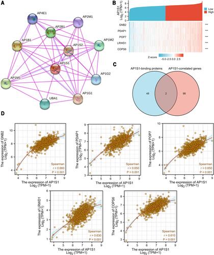 Figure 7 AP1S1-related gene and AP1S1-binding proteins enrichment analysis. (A) Protein–protein interaction network of AP1S1. (B) Heat map about the top 5 AP1S1-related gene enrichment. (C) A Venn diagram about intersection analysis of the top 50 proteins and the top 100 genes. (D) The scatter diagrams about the top 5 AP1S1-related gene enrichment. ***p<0.001.