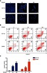 Figure 2 IBC induced apoptosis in CRC cells. CRC cells were treated with selected concentrations of IBC for 24 hrs. (A) Nuclear morphological changes characteristic of apoptosis were observed using DAPI staining. Scale bars =20 µm. (B) Cells were stained with Annexin V and PI and flow cytometry analysis was performed. (C) Graphical representation of the percentages of Annexin V positive cells. The percentages of cells in the Q2 (Annexin V+/PI–) together with Q3 (Annexin V+/PI+) quarters were calculated as Annexin V positive cells for statistical analysis. Data are presented as mean ± SD of three independent experiments. *p<0.05, **p<0.01, ***p<0.001 vs control group.
