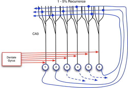 Figure 17. Two main sources of input to CA3 neurons: proximal connections from the dentate gyrus and distal, recurrent inputs from CA3 itself. Each CA3 neuron has recurrent links to 1–5% of the others (Rolls and Treves Citation1998; Andersen et al. Citation2007).