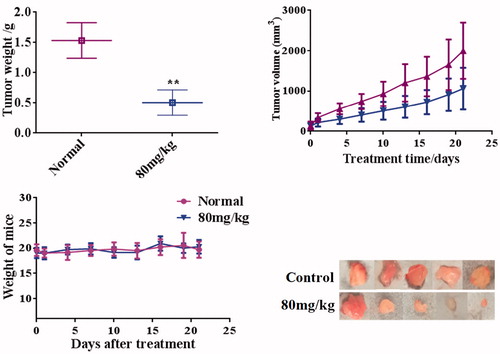 Figure 8. Compound 13d inhibited the tumor growth of RT-112 cells.