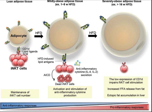 Figure 4. Proposed model for the interaction between adipocyte CDld and adipose iNKT cells in the regulation of adipose tissue inflammation with progressive obesity. Huh et al., p.132.