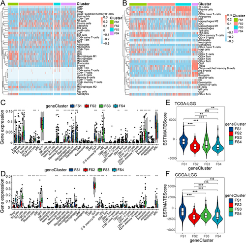 Figure 9 Molecular and cellular features of F-subtypes. (A and B). Differential enrichment scores of 38 immune cell markers among F-subtypes in TCGA (A) and CGGA (B) cohorts. (C and D). Boxplot of immune cell fraction among F-subtypes in the TCGA (C) and CGGA (D) cohorts. (E and F). Differential ESTIMATE scores among the four F-subtypes in the TCGA (E) and CGGA (F) cohorts. * P < 0.05, ** P < 0.01, *** P < 0.001, ns P>0.05.