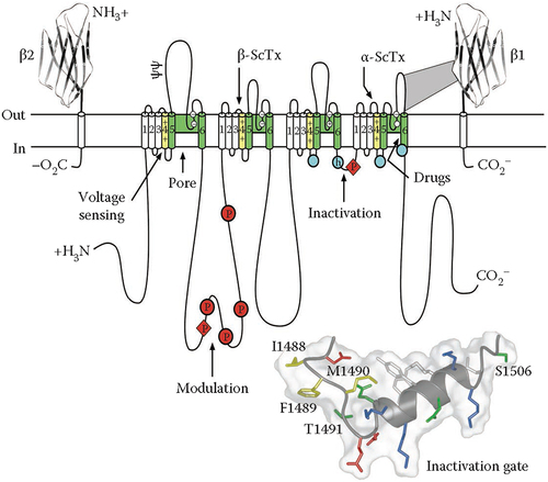 Figure 2. The primary structures of the subunits of the voltage-gated sodium channels. Cylinders represent alpha helical segments. Bold lines represent the polypeptide chains of each subunit with length approximately proportional to the number of amino acid residues in the brain sodium channel subtypes. The extracellular domains of the β1 and β2 subunits are shown as immunoglobulin-like folds. Ψ, sites of N-linked glycosylation; P in red circles, sites of demonstrated protein phosphorylation by PKA (circles) and PKC (diamonds); green, pore-lining segments; white circles, the outer and inner (DEKA) rings of amino residues that form the ion selectivity filter and the tetrodotoxin binding site; yellow, S4 voltage sensors; h in blue circle, inactivation particle in the inactivation gate loop; blue circles, sites implicated in forming the inactivation gate receptor. Sites of binding of α- and β-scorpion toxins and a site of interaction between α and β1 subunits are also shown. Tetrodotoxin is a specific blocker of the pore of Na+ channels, whereas the α- and β-scorpion toxins block fast inactivation and enhance activation, respectively, and thereby generate persistent Na+ current that causes hyperexcitability and depolarization block of nerve conduction. Adapted from Catterall, 2000 [Citation34]. Inset. Structure of the fast inactivation gate in solution determined by NMR. Adapted from Rohl et al. [Citation86].