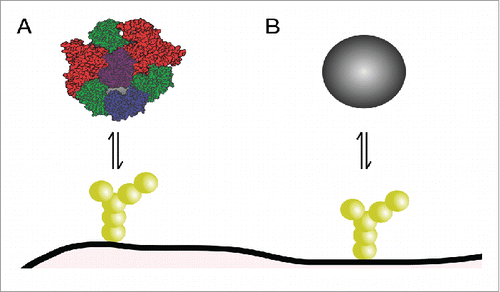 Figure 3. Role of biomolecular corona in nanoparticle interactions with the blood-brain barrier. (A) Corona-covered nanoparticle interacting with cells of the barrier vs. (B) bare nanoparticle. Only the former situation is expected to occur in vivo.
