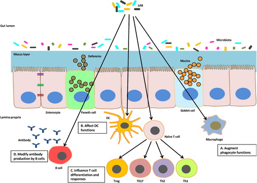 Figure 3. Schematic representation illustrating the effects of LAB on host immune functions. LAB can influence host innate immunity via (A) enhancing the functions of phagocytes such as macrophages. LAB can (B) be recognized and captured by dendritic cells (DCs), thereby inducing the activation and maturation of DCs. Subsequently, LAB-primed DCs can (C) polarize naïve T cells and direct their differentiation into varying T cell subsets. Moreover, LAB can also (D) alter the production of antibodies such as IgA and IgG in B cells.