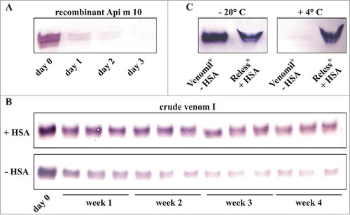Figure 3. Stability of the major allergen Api m 10. A, Stability of recombinant purified Api m 10 produced in insect cells. Api m 10, in a concentration comparable to that detected in crude venom, was stored for 3 d at + 4° C. B, Stability of Api m 10 in crude honeybee venom reconstituted either with HSA-containing diluent for injection (Allergy Therapeutics) or PBS upon storage at + 4° C for 4 weeks. C, Detection of Api m 10 in water-resolved Venomil (no HSA in the lyophylisate) and Reless (HSA in the lyophylisate) stored for 4 weeks at either - 20° C or + 4° C.