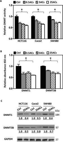 FIG. 1 Black raspberry-derived anthocyanins (ACs) suppress DNMT1 and DNMT3B. A: Total DNMT activity in nuclear extracts from human colon cancer cells, HCT116, Caco2, and SW480, treated with ACs at 0.5, 5, and 25 μg/ml for 3 days was decreased. B: In a cell free in vitro inhibition assay, ACs inhibit DNMT1 and DNMT3B activities. C: Three days treatment with 25 μg/ml ACs decrease protein expression of DNMT1 and DNMT3B in nuclear extracts from all 3 lines. * P < 0.05.