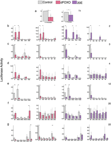 Figure 3. Luciferase reporter analysis of InR regulatory enhancers: 300 bp and 600 bp fragments. (a) T1 Promoter response to dFOXO overexpression and treatment with 20E shows inhibitory action of these treatments on the promoter. (b–g) Summary of analysis of enhancers and 300 bp and 600 bp derivatives, including treatment with dFOXO or 20E. Normalized to the parental enhancer control.