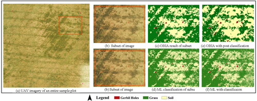 Figure 10. UAV imagery and partly enlarged detail of classification results. (a) UAV imagery of an entire sample plot, (b) Subset of UAV imagery, (c) OBIA result of subset, (d) ML classification result of subset, (e) OBIA with post classification and (f) MLC with post classification