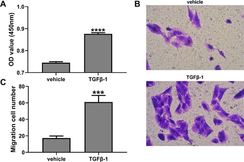 Figure 1. TGF-β1 promoted the proliferation and migration of hASMC. Cells were treated with 10 ng/mL TGF-β1 for 24 h. (A) The cell viability was measured by CCK8 assay. (B and C) The cell migration was assessed by transwell assay. Data are expressed as mean ± SD (n = 3). ***p < 0.001 and ****p < 0.0001 vs vehicle.