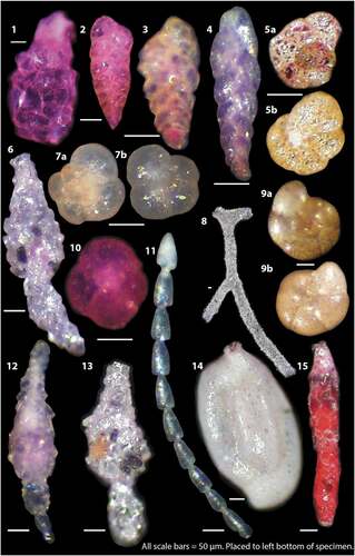 Plate 1. Examples of agglutinated foraminifera from OD1507 surface samples as light microscope photographs. Pink colored specimens were alive at the time of collection. 1 = Lagenammina difflugiformis, 6UW. 2 = Textularia earlandi, 6UW. 3 = Textularia torquata, 45MC. 4 = Pseudobolivina antarctica, 45MC. 5a, 5b = Portatrochammina bipolaris dorsal (5a) and umbilical of a different specimen (5b), 38MC. 6 = Reophax scorpiurus, 39MC. 7a, 7b = Trochammina quadriloba dorsal (7a) and umbilical (7b), 39MC. 8 = Rhizammina alageformis, 39MC. 9a, 9b = Trochammina nitida dorsal (9a) and umbilical (9b). 10 = Trochammina quadriloba umbilical, 6UW. 11 = Reophax catenata, 13MC. 12 = Reophax subfusiformis, 38MC. 13 = Reophax bilocularis, 39MC. 14 = Silicosigmoilina groenlandica, 9MC. 15 = Reophax dentaliniformis, 47MC. All scale bars are equal to 50 µm and are placed at the bottom left of each photo