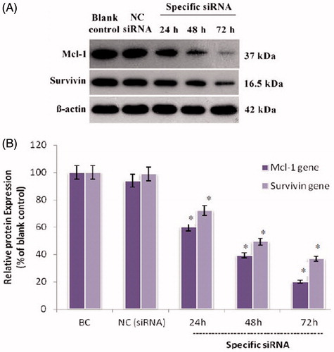 Figure 1. The Mcl-1 and Survivin proteins expression levels in treated human myelomonocytic leukaemia cells. (A) Representative western blot bands of β-actin, Mcl-1 and Survivin proteins from U937 cells transfected with siRNAs. (B) The density of each band was quantified by the Image J software (NIH, Bethesda, MD) and the expression of each Mcl-1 and Survivin normalized to the corresponding β-actin. Results are expressed in relation to the blank control. The data represent mean ± SD (n = 3); *p < .05 versus blank control.