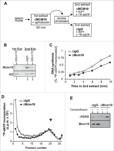 Figure 4. Mcm10 loss affects replication fork elongation and replisome stability. A-C, Mcm10-depleted interphase egg extracts were supplemented with demembranated sperm nuclei and 100 µM aphidicolin. After 60 min incubation, chromatin was isolated. Chromatin was then incubated in non-immune or Mcm10 depleted extract supplemented with 100 nM p27kip1 and optionally with [α-32 P]dATP. (A) Cartoon of experimental set-up. (B) Chromatin isolated after incubation in the first (lane 1) and second extracts (lane 2, 3) was immunoblotted for Mcm10 and histone H3. (C) At the indicated times, incorporation of [α-32 P]dATP into nascent DNA strand was determined. (D) Control (nonimmune IgG) and Mcm10 depleted extract were supplemented with 15 ng DNA/µl. At 120 mins [α-32 P]dATP was added for 15 seconds, and then DNA was isolated and separated on alkaline sucrose gradients. The 32 P content of fractions was determined by scintillation counting. The black arrowhead shows the migration of tRNA in a parallel neutral sucrose gradient. (E) Non-immune and Mcm10 depleted extract were supplemented with demembranated sperm nuclei and optionally supplemented with 50 µM camptothecin. At 60 min., chromatin was isolated and immunoblotted for Mcm10 and γH2A-X.