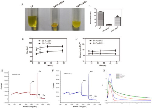 Figure 3. Deformability and stability of flexible liposome. (A) Typical images of C6 modified liposomes after extrusion method in tubes. (B) The penetration rate under 0.5 MPa pressure for 15 mins, *p < .05 vs DS-RLs/DEX. The size (C) and zeta potential (D) change of DS-RLs/DEX and DS-FLs/DEX in different time. XPS spectrum of DS-RLs/DEX (E) and DS-FLs/DEX (F). Full wavelength scanning spectrum of DS-RLs/DEX and DS-FLs/DEX by ultraviolet spectrophotometer.