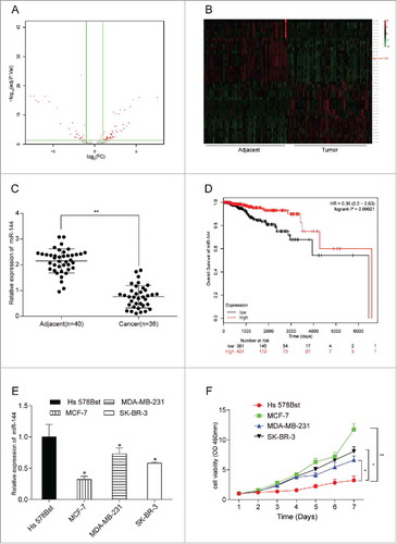 MiR-144 was low-expressed in breast cancer tissues and cells. (A) The volcano plot showed the relationship between fold change and significance of miRNAs expression. (B) The heat map of 20 high-expressed miRNAs and 20 low-expressed ones in breast cancer. (C) The expression level of miR-144 in cancer tissues was significantly low. **P < 0.01, compared with adjacent tissues, number of adjacent tissue = 40, number of cancer tissue = 36. (D) Higher miR-144 expression was related to higher survival rate. (E) MiR-144 expression was down-regulated in breast cancer cells, especially in MCF7. *P < 0.05, compared with normal breast cells. (F) MCF7 cell line had the highest cell proliferation ability. *P < 0.05, **P < 0.01, compared with Hs 578Bst cell line.