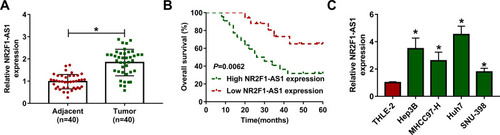 Figure 1 The expression of NR2F1-AS1 in HCC. (A) NR2F1-AS1 expression was measured in HCC tissues and adjacent tissues via qRT-PCR. n=40. (B) Overall survival of patients was analyzed in high and low NR2F1-AS1 expression group. (C) NR2F1-AS1 level was detected in HCC cell lines and normal liver cells via qRT-PCR. *P<0.05.