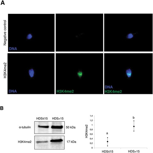 Figure 1. Representative images of the subcellular localization of H3K4me2 in sperm. A) Immunocytochemical localization of H3K4me2 and negative control. B) Difference in H3K4me2 abundance between high and low HDS samples, as determined by western blot densitometry, with an anti-alpha tubulin antibody as a loading control. The data are expressed as means, including min–max whiskers, and different superscripts indicate statistical significance (p < 0.05). HDS, high DNA stainability index.