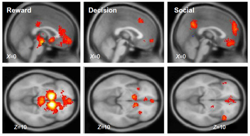 Figure 1 Neurosynth meta-analyses were conducted for the terms “reward,” first column; “decision,” second column, and “social,” third column. These maps provide a visual representation of the subcortical and cortical structures engaged in studies utilizing the keywords. Each map can be examined at http://www.neurosynth.org/analyses/terms/reward; http://www.neurosynth.org/analyses/terms/decision; and http://www.neurosynth.org/analyses/terms/social.