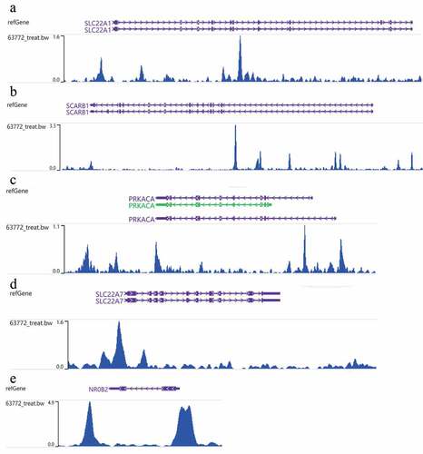 Figure 8. Validation for the targets of NR2F6 involved in KEGG pathway of bile secretion