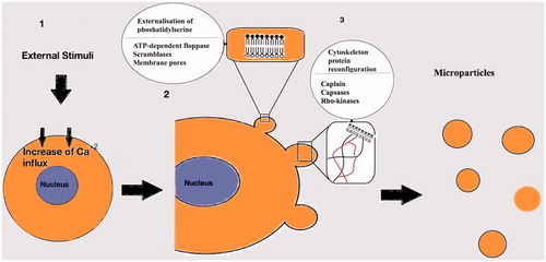 Figure 2. Mechanisms involved in the generation of the microparticles. (1): After activation of the cell an increased Ca+2 influx follows. (2): Externalisation of phosphatidylserine mediated by ATP-dependent floppases, scramblases and membrane pores. (3): Cytoskeleton Protein reconfiguration in order to produce outward membrane blebs. Capsases, caplains and Rho kinases are involved in the process.