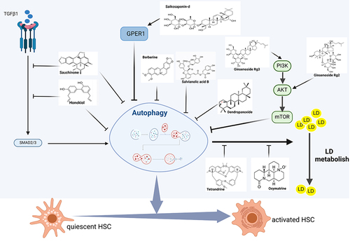 Figure 1 Mechanisms involved in the treatment of Hepatic fibrosis (HF) with active ingredients from TCM (AITCM) by inhibiting autophagy in hepatic stellate cells (HSCs). Created with BioRender.com.