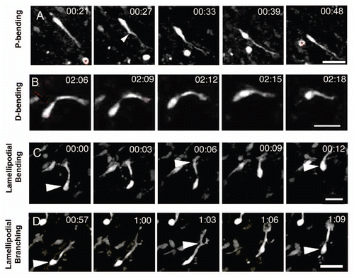 Figure 3 Typical examples of turning. (A) P-bending of the leading process near the cell body. 2-dimensional frames do not show maximum angle of this cell. Arrowhead: bending introduced at the cytoplasmic dilation. Asterisk: stationary cell. Scale bar = 25 µm. (B) D-bending of the leading process. Scale bar = 25 µm. (C) Bending of the lamellipodium (arrowhead at 00:06). Scale bar = 12.5 µm. (D) Branching of the lamellipodium (arrowhead at 1:03) and retraction of the less stable branch. Scale bar = 12.5 µm.