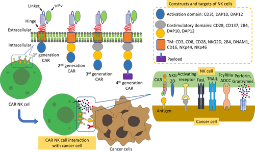 Figure 10 Diagrammatic representation of the overview of constructs and targets of CAR-NK cells.
