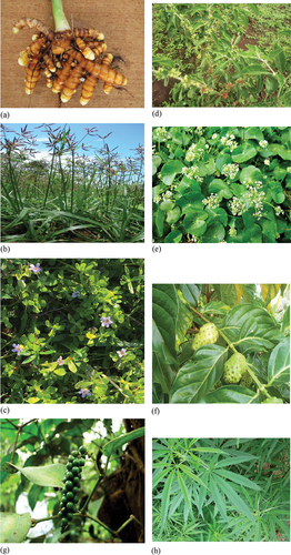 Figure 2. Common medicinal plants effective against CNS disorders; (a) Curcuma longa (b) Cyperus rotundus (c) Bacopa monnieri (d) Withania somnifera (e) Centella asiatica (f) Morinda citrifolia (g) Piper cubeba (h) Cannabis sativa.