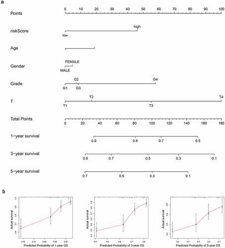 Figure 12. Establishment of the prognostic nomogram with the inclusion of the risk-score. (a) A nomogram for predicting 1-, 3- and 5-year survival possibilities of individual HCC patients. (b) The calibration curve of 1-, 3- and 5-year survival of HCC patients. The dashed line represented a perfect uniformity between nomogram-predicted and real possibilities.< 0.05