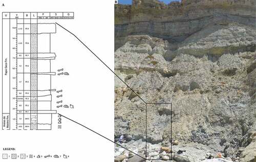 Figure 2. Lithostratigraphy of the Praia do Areia do Mastro site. A - Stratigraphic column and legend: 1 – sandstone; 2 – marl; 3 – limestone; 4 – lamination; 5 and 6 – vertebrates fossils (5 – footprints; 6 – bones and teeth); 7 – bivalves; 8 – gastropods. Codes: U – lithostratigraphic unit; T – thickness; B – bed reference; L – Lithology; F – fines; S – sand; G – gravel; AM – Areia do Mastro Formation; PS – Papo-Seco Formation. (Adapted from Figueiredo et al. Citation2022). B – Praia do Areia do Mastro outcrop, with the area of the Papo-Seco Formation on the stratigraphic column marked by a black rectangle.