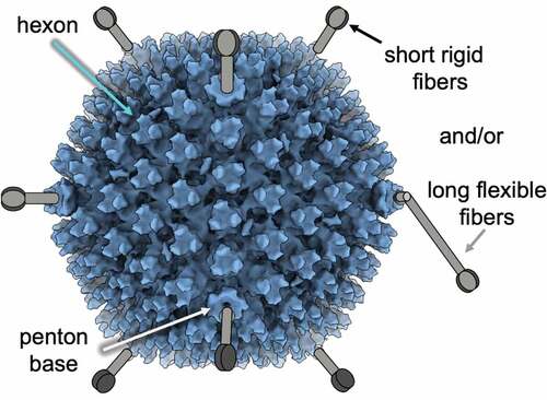 Figure 1. Adenovirus virion. Human Ad26 EM image of the icosahedrons is shown overlaid with cartoons representing short and long fibers that may be present on different Ad serotypes.