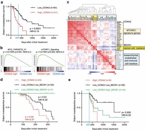 Figure 7. Cyclin A2 marks tumors with elevated mTORC1 activity and combines with Beclin-1 to predict kinetics of metastases development. a) Kaplan–Meier curves for distant metastasis-free survival in PAAD patients with high or low level of Cyclin A2 (CCNA2) transcripts in their primary tumor. b) GSEA demonstrates significant enrichment for hallmarks of cell proliferation and mTORC1 signaling [Citation57] in the primary tumors of PAAD patients with high level (n = 31) versus low level (n = 93) of CCNA2 transcripts. Normalized enrichment score (NES), its statistical significance (p) and its false discovery rate (FDR) are indicated. c) Hierarchical clustering of genes according to the Pearson correlation of their transcription levels in the primary tumors of PAAD patients (n = 124). The colors indicate the value of the Pearson correlation coefficient for a given gene pair, ranging from −1 (blue) to + 1 (red). The mTORC1 genes markers correspond to the first 15 highest ranked genes composing the mTORC1 signaling signature derived by GSEA analysis of PAAD tumors in Figure 6(c) (gene set M5924 [Citation57]). d) Kaplan–Meier curves for distant metastasis-free survival in PAAD patients with survival time less than 360 days according to the transcript levels of cyclin A2 (CCNA2) and Beclin 1 (BCEN1) in their primary tumor. e) Same as panel D), but limited to patients with a survival time greater than 360 days. Log-ranked (Mantel-Cox) test was used to calculate the statistical significance (p) of the differences in distant metastasis-free survival between adjacent survival curves and corresponding hazard ratios (HR).