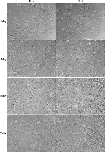 Figure 1.  Optical photomicrographs of Hs68 cells cultured on TCPS in medium in the absence or presence of PL after 7 days of incubation. Scale bar = 100 µm.