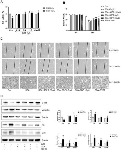 Figure 4 SDP may ameliorate BSA-induced cell injury by inhibiting NLRP3/ASC/ caspase-1 signaling pathway. (A) The effects of SDP and CY-09 on BSA-induced cell viability. HK-2 cells in 96-well plates were co-incubated with SDP (0.25, 0.5, and 1.0 g/L) or CY-09 (5 μmol/L) and BSA (10 g/L) for 24 h. Cell viability was evaluated using the CCK-8 assay. (B, C) The effects of SDP and CY-09 on the cell migration capacity and morphological changes induced by BSA. Cell morphology and scratch assay were analyzed using phase-contrast microscopy (magnification, 100X). (D) The effects of SDP and CY-09 on E-cadherin, Vimentin, Fibronectin and Collagen type I protein expression. HK-2 cells were divided into 6 groups: Control, BSA (10 g/L), SDP (1 g/L), BSA (10 g/L) + SDP (1 g/L), CY-09 (5 μmol/L), and BSA (10 g/L) + CY-09 (5 μmol/L). After incubation for 24 h, cell lysates were subjected to Western blotting to measure E-cadherin, Vimentin, Fibronectin and Collagen type I protein levels. Data are presented as means ± SD; n = 3. #P < 0.05; ##P < 0.01 vs control. *P < 0.05; **P < 0.01 vs BSA group.