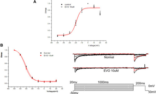 Figure 8 Effect of EVO (10uM) on the dynamic characteristics of I Ca, L. (A) The effect of EVO (10μM) on the steady-state activation of L-type calcium channel. (B) The effect of EVO (10μM) on the steady-state inactivation of L-type calcium channel. N=5/group.