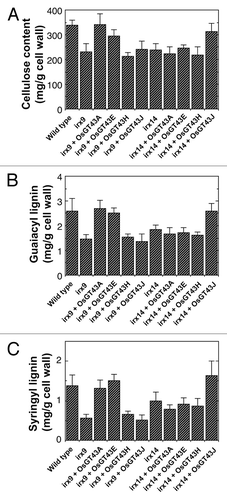 Figure 8. Measurement of cellulose and lignin amounts in irx9 and irx14 expressing OsGT43 genes. Cell walls were isolated from pooled mature inflorescence stems of 8 independent transgenic lines for each construct and used for measurement of the amounts of cellulose (A), guaiacyl lignin (B) and syringyl lignin (C). The data are mean ± SE of 2 separate assays. Note that expression of OsGT43A and OsGT43E in irx9 restored cellulose, guaiacyl lignin and syringyl lignin to the wild-type level and that expression of OsGT43J in irx14 restored cellulose, guaiacyl lignin and syringyl lignin to the wild-type level.