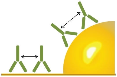 Figure 9 Illustration of how the curvature of a 60 nm particle affects the distance between adsorbed proteins. In this example, the distance between the C1q binding hinge region of immunoglobulin G molecules are clearly increased by the curvature. (Image drawn according to scale.)