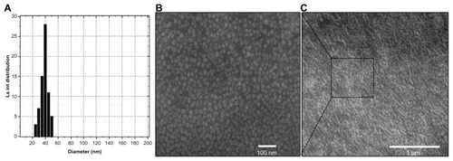 Figure 2 Size analysis of permeation-enhanced dual drug-loaded nanoparticles. (A) Particle size distribution of nanoparticles with 4.5 wt% oleic acid had a uniform size range, as measured by dynamic light scattering. (B and C) Field emission scanning electron microscopic images of nanoparticles with different magnification.Abbreviation: Ls int, light scattered intensity.