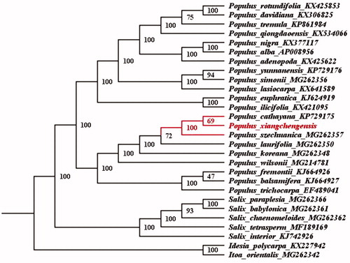 Figure 1. The ML phylogenetic tree for P. xiangchengensis based on 26 chloroplast genome sequences of Salicaceae and two plastomes of Idesia polycarpa and Itoa orientalis as out-groups.