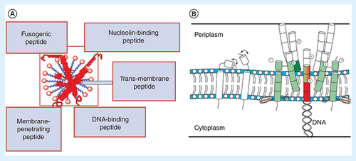 Figure 5. Association of the major coat protein p8 with micelles emerging from its intrinsic function as a membrane protein during phage assembly. (A) Multifunctional nucleolin-targeted micellar paclitaxel [Citation40,Citation90]. (B) Incorporation of major coat proteins p8 into the growing phage (The model is adapted with permission from [Citation91] © Elsevier [1998]).