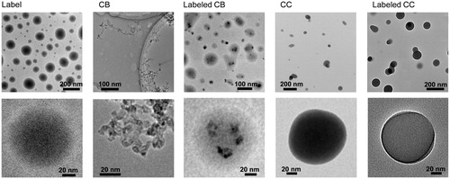 Figure 3. Low- and high-magnification TEM images of untreated CB, labeled CB, untreated CC, and labeled CC particles including individual labeling probes. Specimens are prepared by direct aerosol deposition of particles on carbon-coated copper grids.
